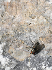 Wall Mural - Black fly outside on stone.