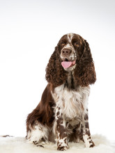 English Springer Spaniel Dog Portrait. Image Taken In A Studio With White Background. Isolated On White.