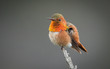 Hummingbird on a perch