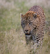 A Male Leopard walking in the grass