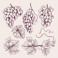 Wall Mural - grape hand drawn. vine leaves and branch tendrils vintage vineyard vector sketch collection. illustr