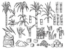Sugar Plant. Agriculture Production Of Sugarcane Plantation Vector Hand Drawn Collection. Illustration Of Sugar Plant, Sugarcane Ripe Cultivated