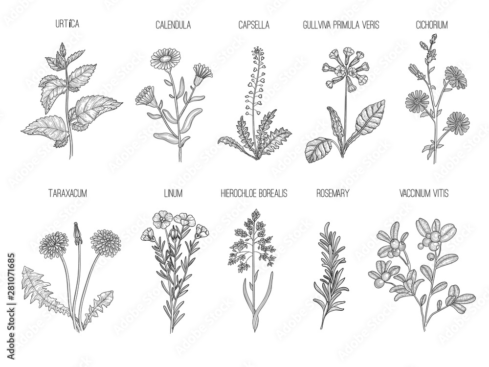 Medical herbs. Herbal floral collection healthy flowers leaves vector hand drawn illustrations. Floral herb capsella and cichorium, taraxacum and linum - obrazy, fototapety, plakaty 