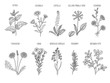Medical herbs. Herbal floral collection healthy flowers leaves vector hand drawn illustrations. Floral herb capsella and cichorium, taraxacum and linum