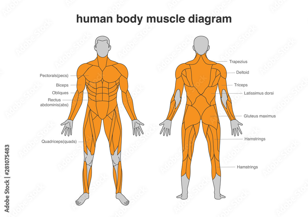 Human body Muscles Diagram in Full Length front and Back side. Illustration about bodybuilding and Anatomy. - obrazy, fototapety, plakaty 