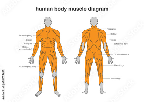 Human Body Muscles Diagram In Full Length Front And Back Side Illustration About Bodybuilding And Anatomy Stock Vector Adobe Stock