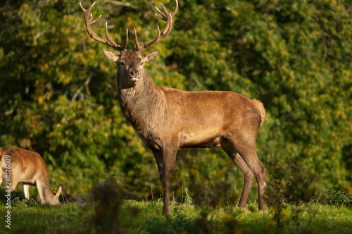 Red Deer At Killarney National Park Kerry Ireland Buy This Stock