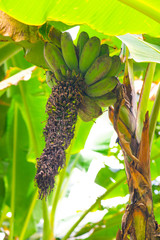 Poster - Theparod banana in the nature