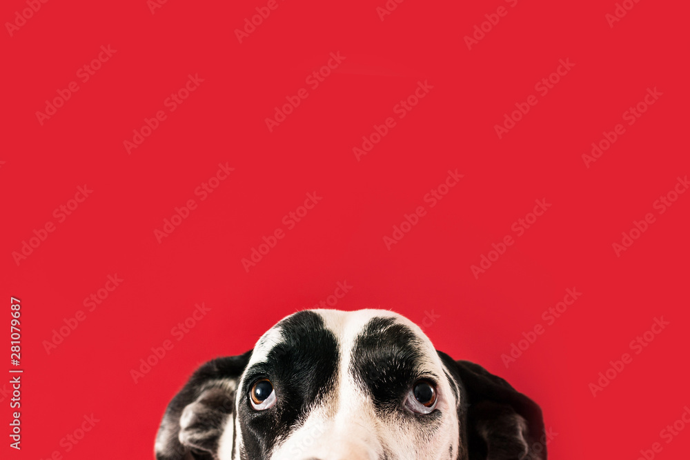 Puppy Dog Eyes of Great Dane Dog - obrazy, fototapety, plakaty 