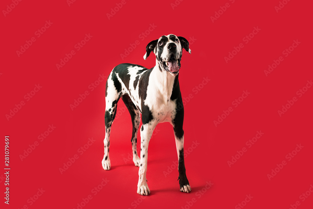 Beautiful Great Dane Dog Isolated on Colored Background - obrazy, fototapety, plakaty 