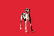 Beautiful Great Dane Dog Isolated on Colored Background