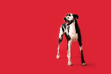Wall Mural - Beautiful Great Dane Dog Isolated on Colored Background