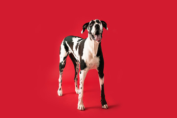 Wall Mural - Beautiful Great Dane Dog Isolated on Colored Background