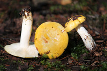 Russula Claroflava Or Yellow Swamp Russula Mushroom. July, Belarus