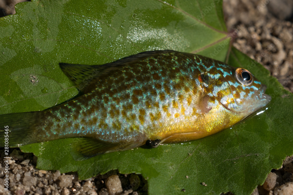 Pumpkinseed fish / sunfish (Lepomis gibbosus) close up, also known as ...