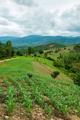 Poster - Agricultural area with mountain view of Mae Chaem district in Chiang Mai province