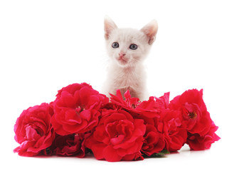 Wall Mural - Little cat with red flowers.