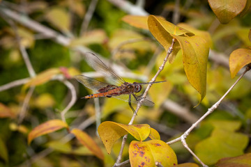 Wall Mural - Dragonfly