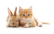 Red Kitty And Bunny.