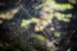 Big cobweb close up
