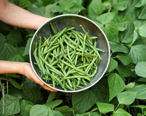 Fotomural Organic green beans being harvested out of garden