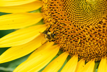 Bee Gathering Pollen On Large Sunflower