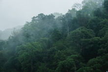 Rainforest In Thailand
