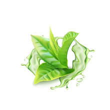 Realistic Green Tea Branch With Water Splash. Vector Illustration
