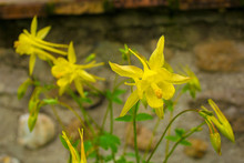 Yellow Aquilegia Flowers In North East Italy In Spring, Also Known As Columbine