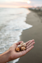 Hand Holding Sea Shells