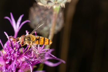 Marmalade hoverfly