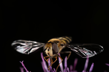 Marmalade hoverfly