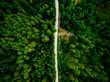 © Javier Pardina/Stocksy - aerial view of the forest