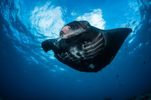 Manta Ray Swimming In Sea