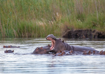 A group of Hippopotamus in the water of the Kwando River at the Bwabwata Nationalpark at Namibia