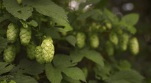 Hops Free Stock Photo - Public Domain Pictures