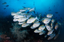 Schooling Surgeonfish (Raja Ampat)