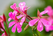Beautiful Pink Geranium Flowers. Flowers Pelargonium Graveolens