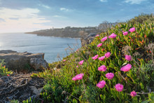 Blooming Purple Flowers On The Rocky Coast Of The Atlantic Ocean Near The City Of Cascais Portugal.