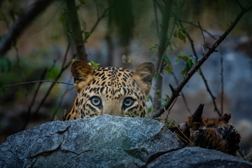 Wall Mural - peek a boo moment with aggressive leopard or panthera pardus head shot with expression eating carcass of blue bull at jhalana forest reserve, jaipur, india	