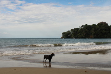 Dog on the beach