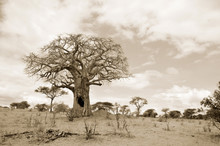 Baobab Or  Boab, Boaboa, Bottle Tree, Upside-down Tree, And Monkey Bread Tree Tarangire National Park Is The Sixth Largest National Park In Tanzania After Ruaha, Serengeti, Mikumi, Katavi And Mkomazi
