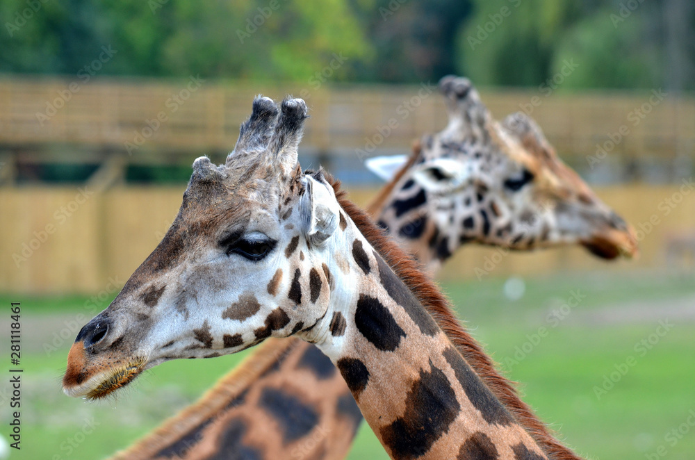 The giraffe close up (Giraffa camelopardalis) is an African even-toed ...