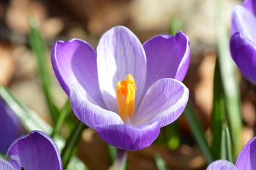 purple crocus in spring