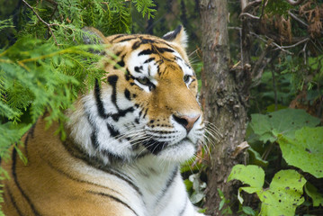  The tiger (Panthera tigris) is the largest cat species. It is the third largest land carnivore (behind only the polar bear and the brown bear).