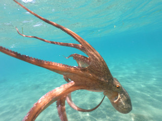 Underwater photo of octopus swimming in tropical exotic Mediterranean sandy beach with turquoise sea