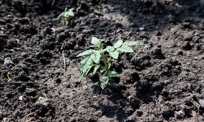 young plant in soil