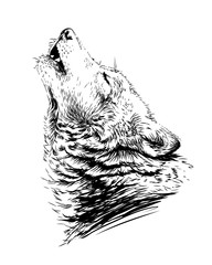 Naklejka na meble The wolf howls.Sketchy, graphical,  portrait of a wolf head on a white background.