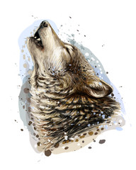 Wall Mural - the wolf howls. sketchy, graphical, color portrait of a wolf head on a white background with splashe