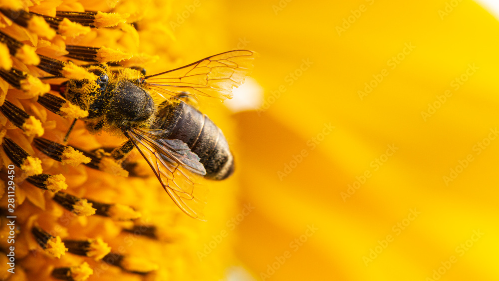 Bee in a yellow pollen, collects sunflower nectar - obrazy, fototapety, plakaty 